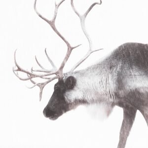 Reindeer photography Print by Luke Kanelov