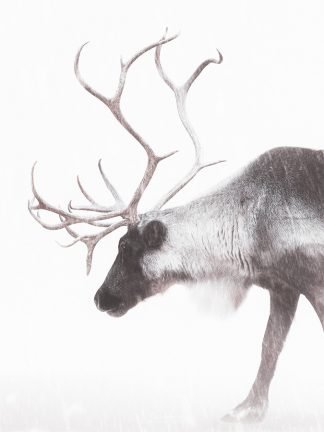 Reindeer photography Print by Luke Kanelov