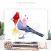 Red-crested cardinal