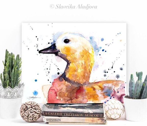 Ruddy shelduck Duck