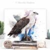 White-bellied sea eagle