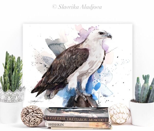 White-bellied sea eagle