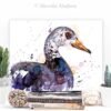White-winged duck