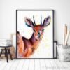 Steenbok