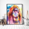 Orangutan Orangutan