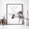 Reindeer photography Print by Luke Kanelov