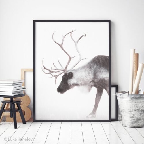 Reindeer photography Print by Luke Kanelov