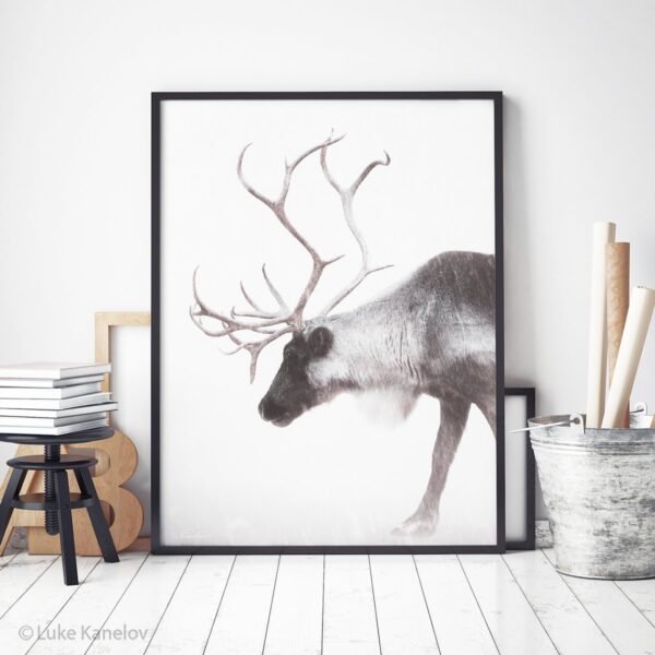 Reindeer photography Print by Luke Kanelov