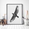 Hawk Photography Print by Luke Kanelov