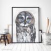 Great Grey Owl fine art print by Luke Kanelov