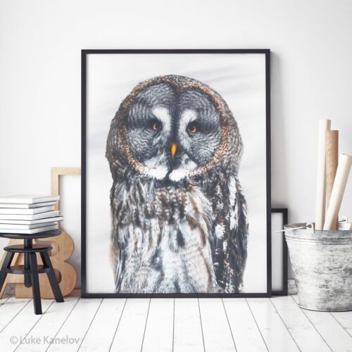 Great Grey Owl fine art print by Luke Kanelov