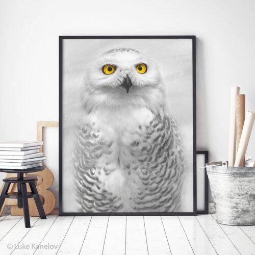 Snowy Owl Photography