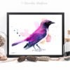 Amethyst starling