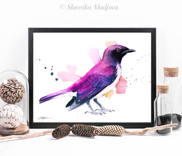 Amethyst starling