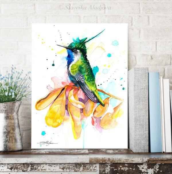 Green-crowned plovercrest hummingbird Green-crowned plovercrest hummingbird
