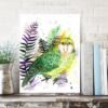 Kakapo, Owl parrot Kakapo, Owl parrot