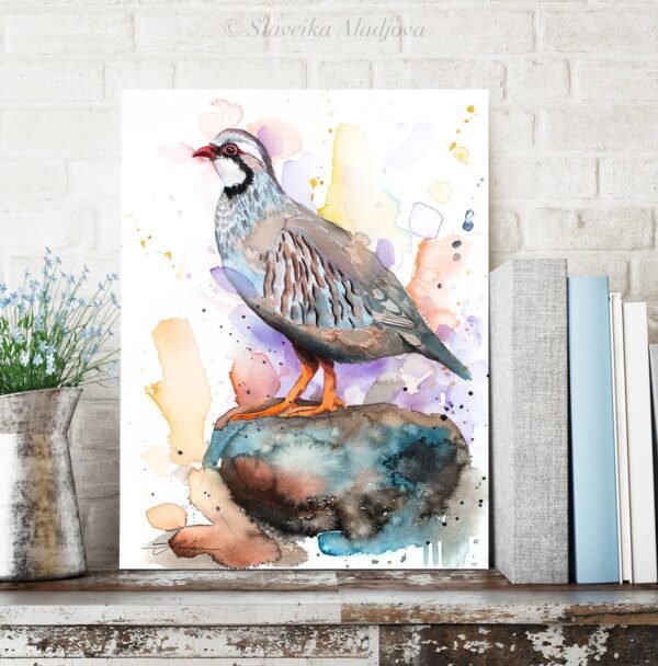 Red-legged partridge