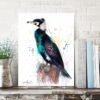 Great cormorant