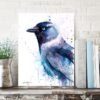 Jackdaw
