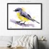 Eastern yellow robin