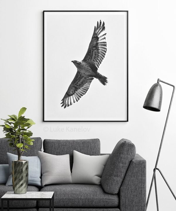 Hawk Photography Print by Luke Kanelov