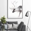 Reindeer photography Print by Luke Kanelov