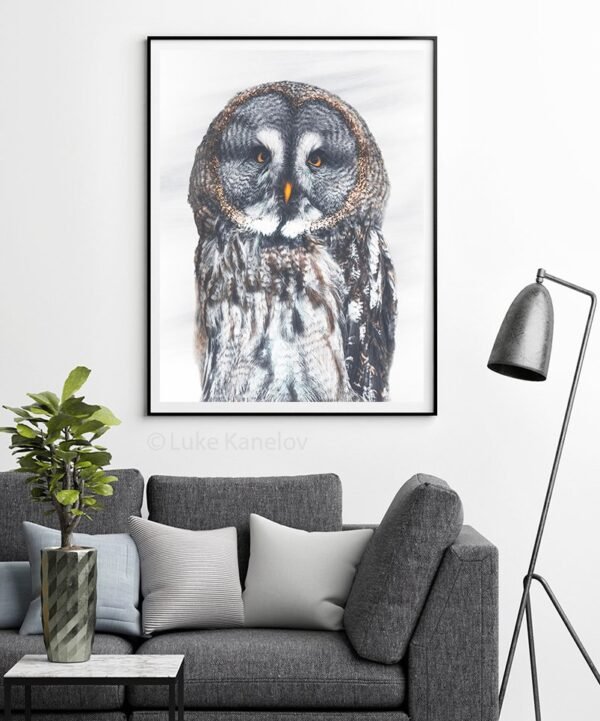 Great Grey Owl fine art print by Luke Kanelov