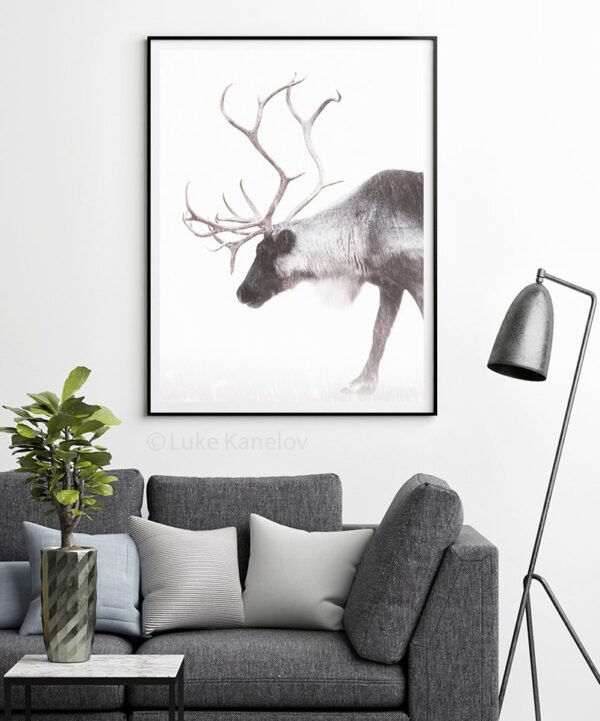 Reindeer photography Print by Luke Kanelov