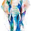 African Elephant