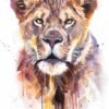 African Lioness