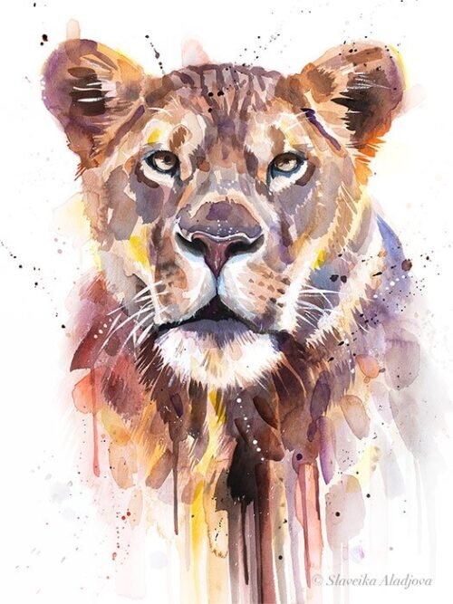 African Lioness