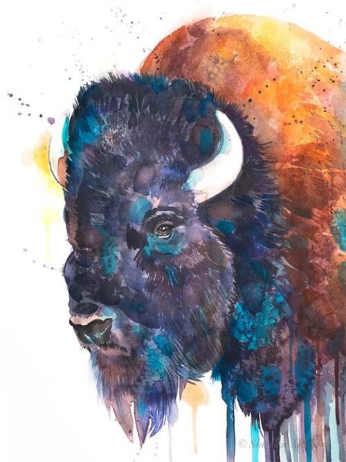 American bison