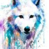 Arctic Wolf