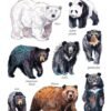 Bears watercolor 1 Bears