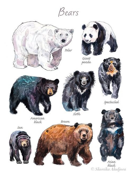 Bears