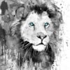 Black and white Lion