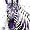 Black and white Zebra