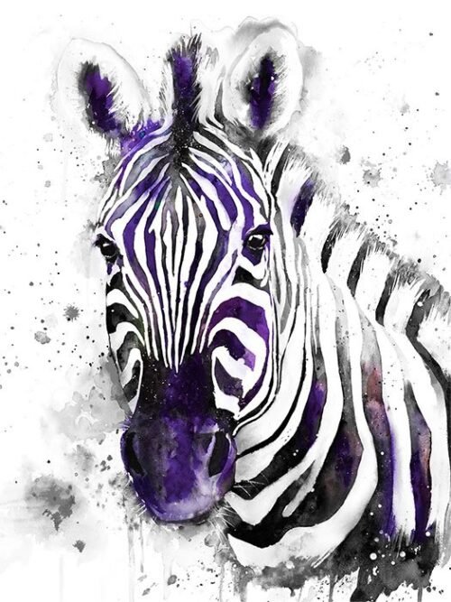 Black and white Zebra