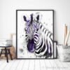 Black and white Zebra