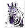 Black and white Zebra