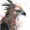 Changeable Hawk-eagle