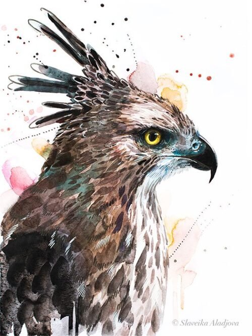 Changeable Hawk-eagle