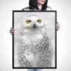 Snowy Owl Photography
