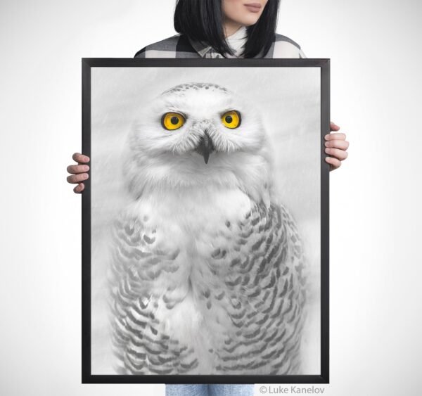 Snowy Owl Photography