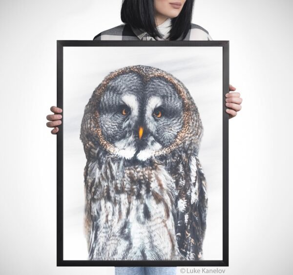 Great Grey Owl fine art print by Luke Kanelov