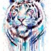 White Tiger