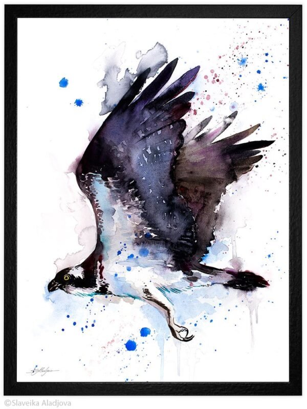 Osprey