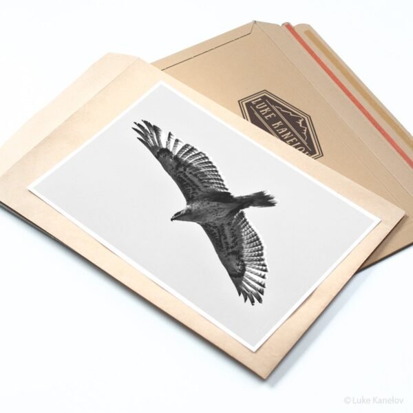 Hawk Photography Print by Luke Kanelov