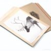 Reindeer photography Print by Luke Kanelov