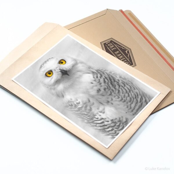 Snowy Owl Photography